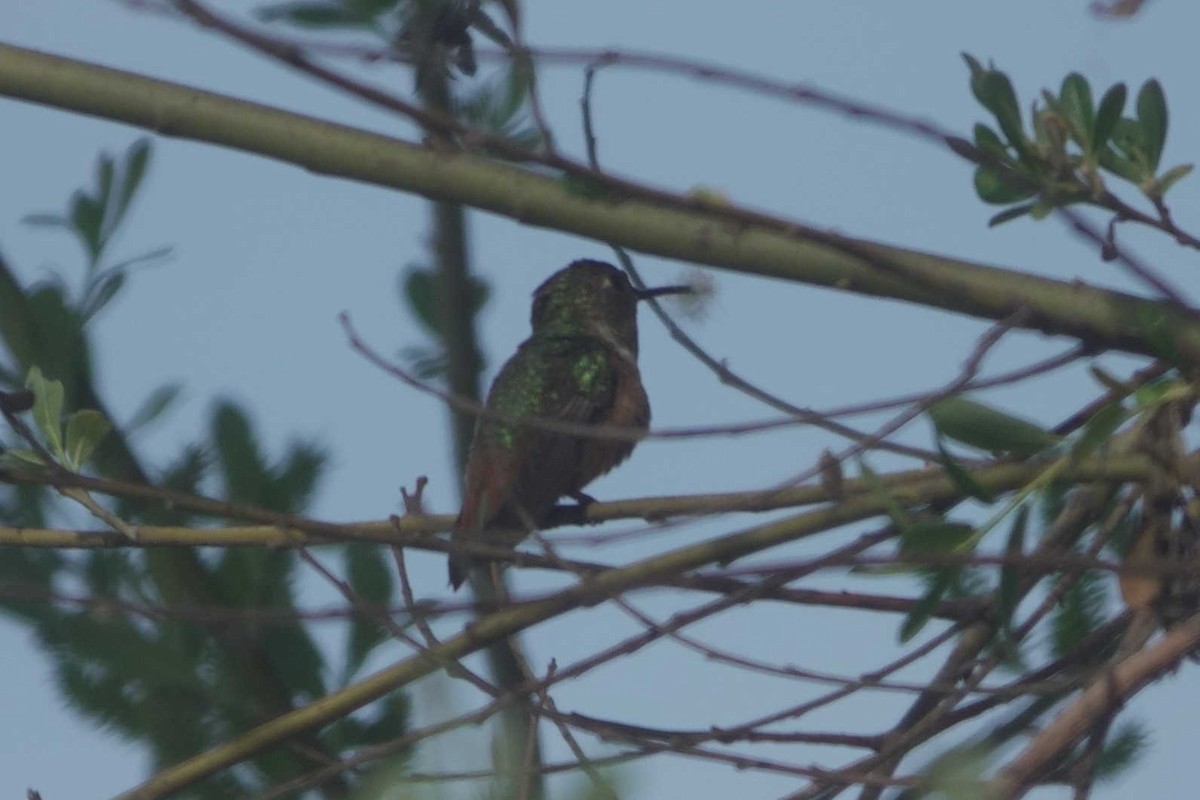 Allen's Hummingbird - ML632848507