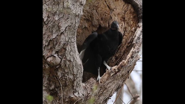 Black Vulture - ML632848523