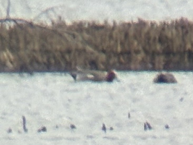Ahate txistulari eurasiarra - ML632848648