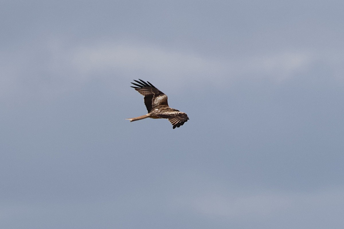 Red Kite - ML632848653
