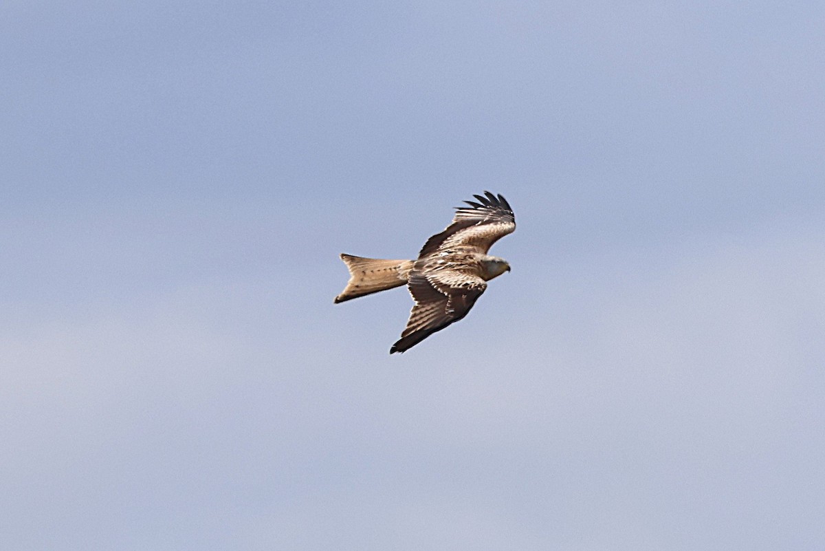 Red Kite - ML632848654