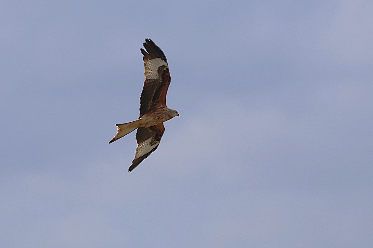 Red Kite - ML632848655