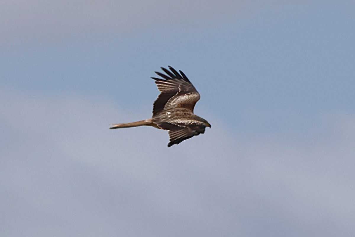 Red Kite - ML632848656