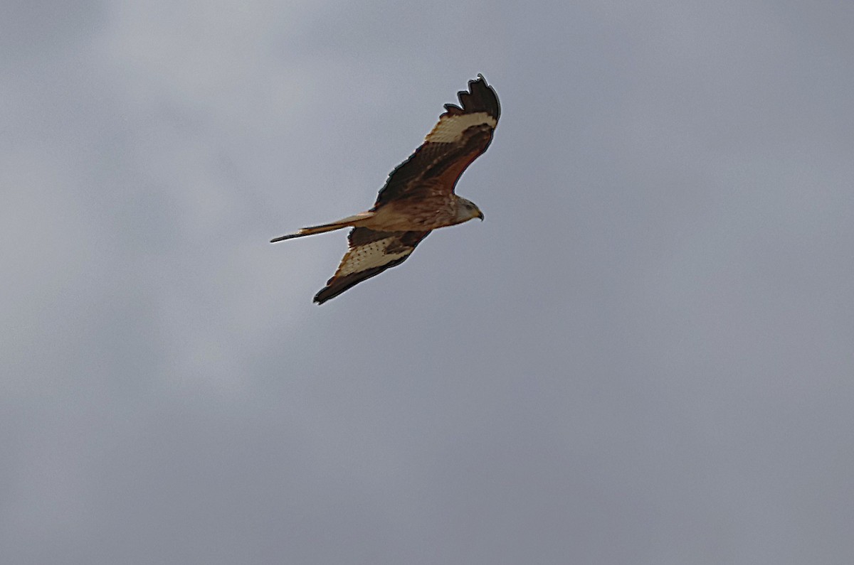 Red Kite - ML632848657