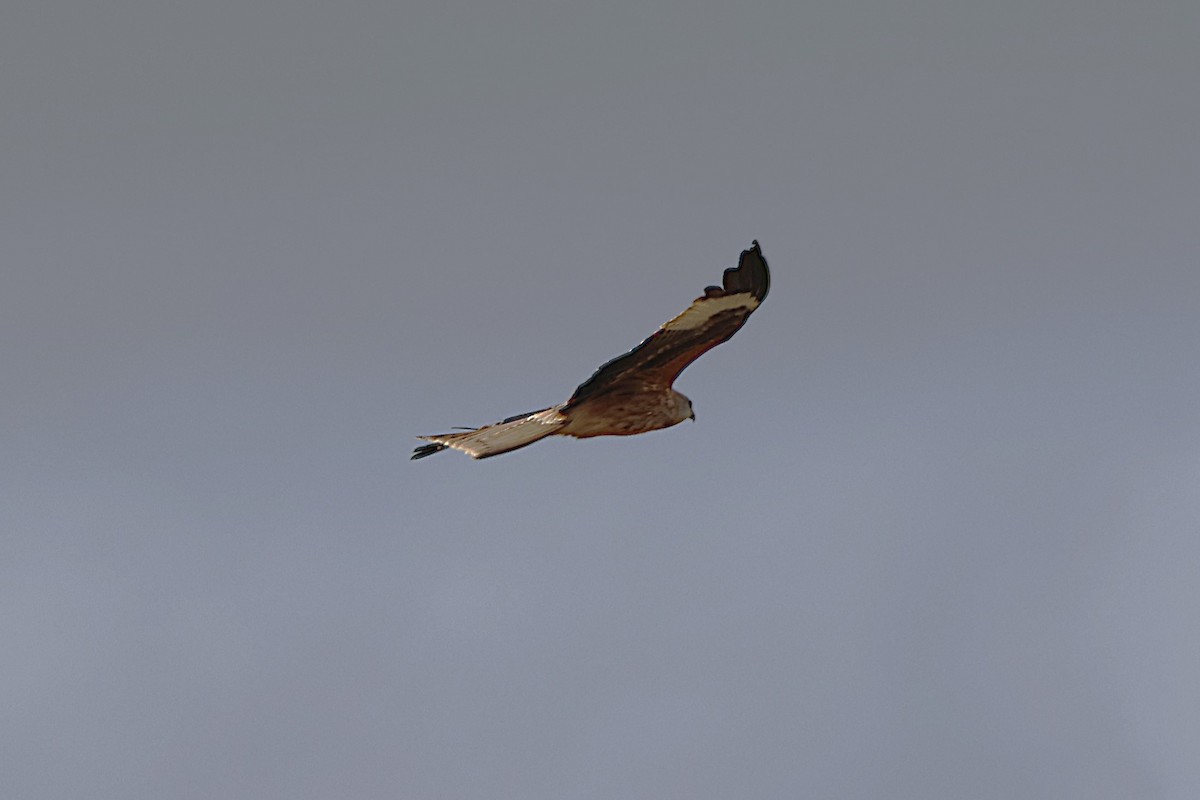 Red Kite - ML632848658