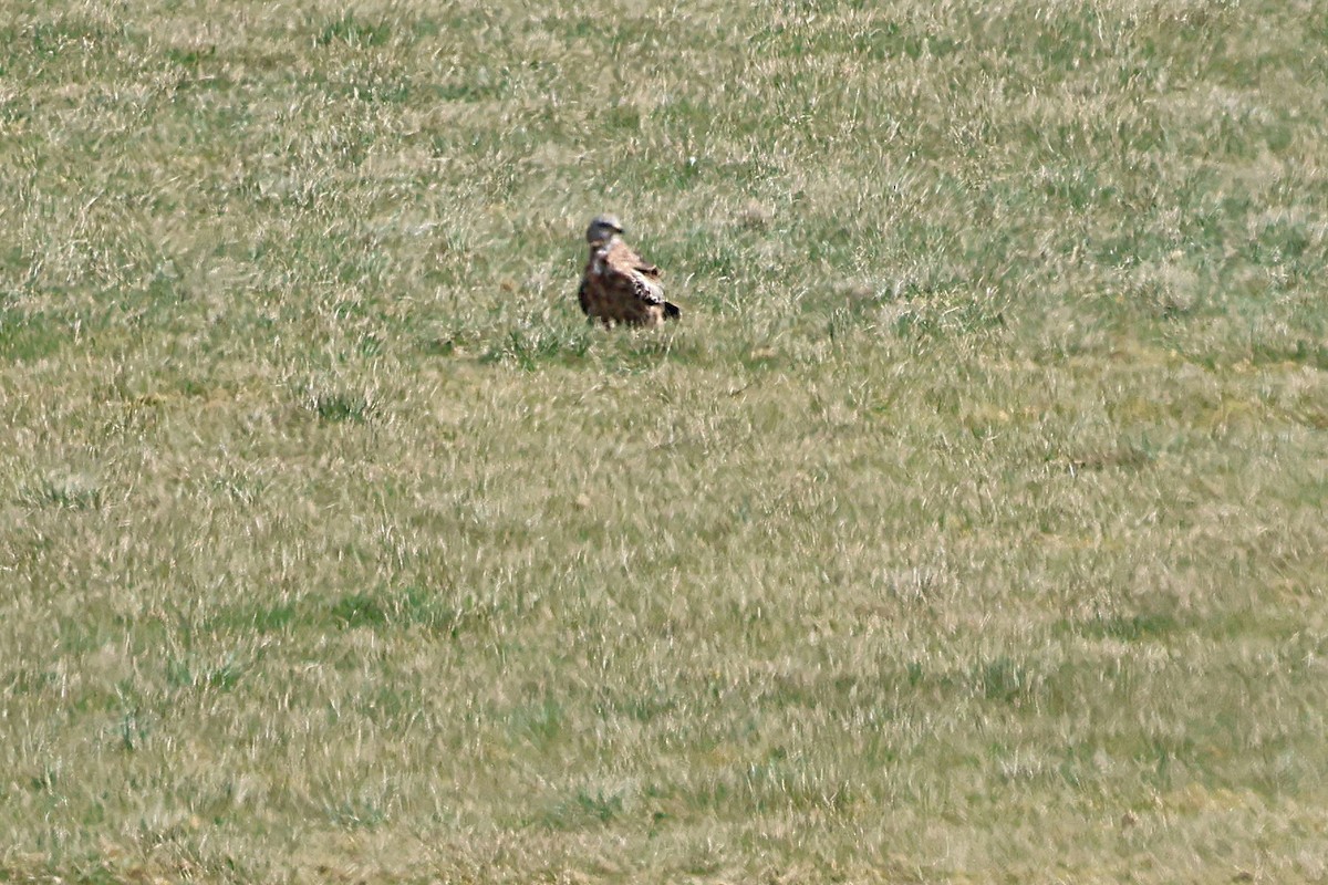 Red Kite - ML632848659