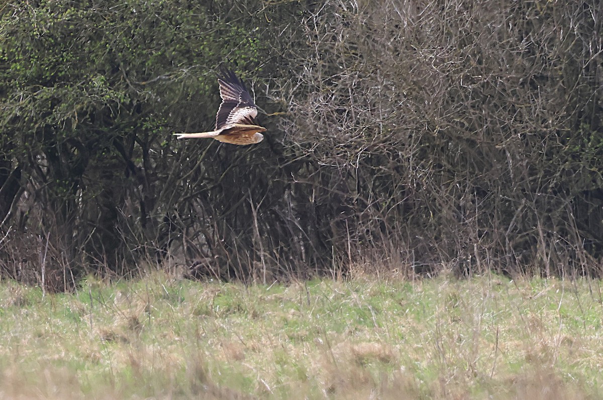 Red Kite - ML632848661