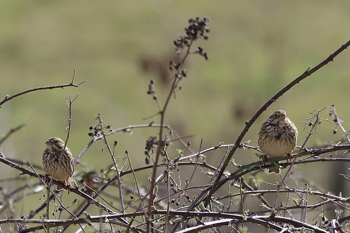 Corn Bunting - ML632848751