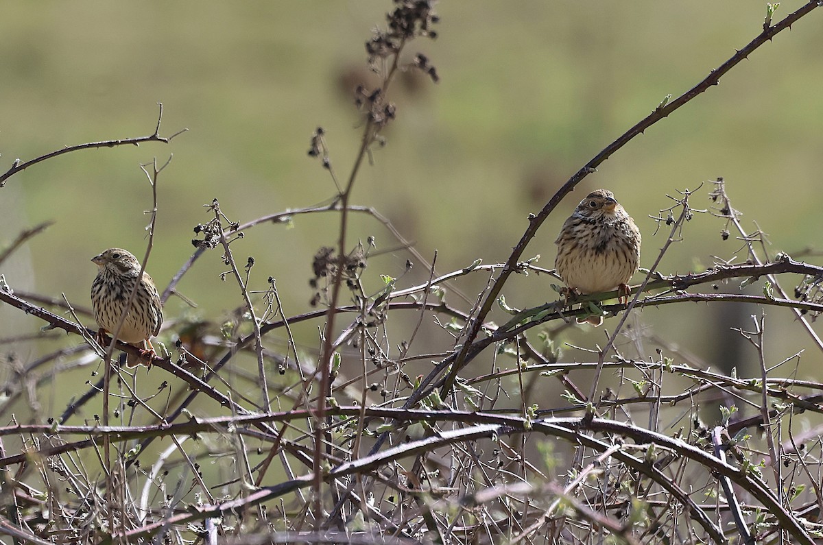 Corn Bunting - ML632848752