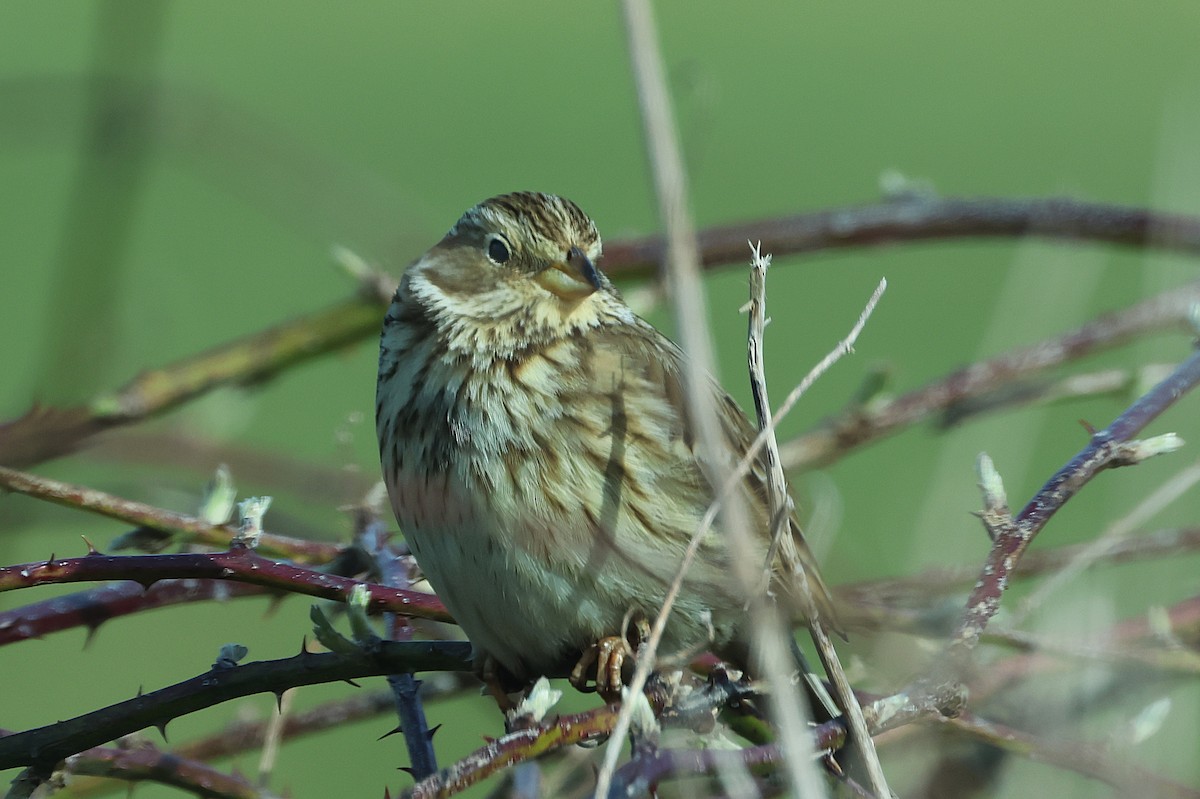 Corn Bunting - ML632848753