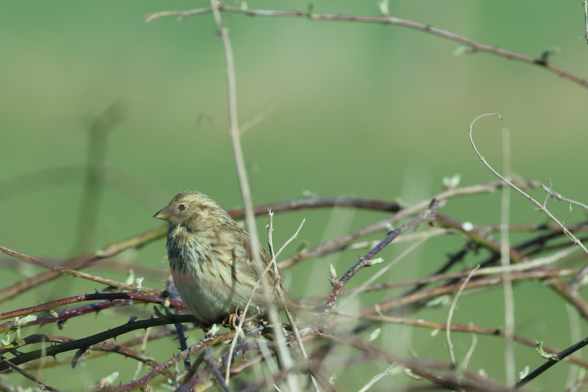 Corn Bunting - ML632848756