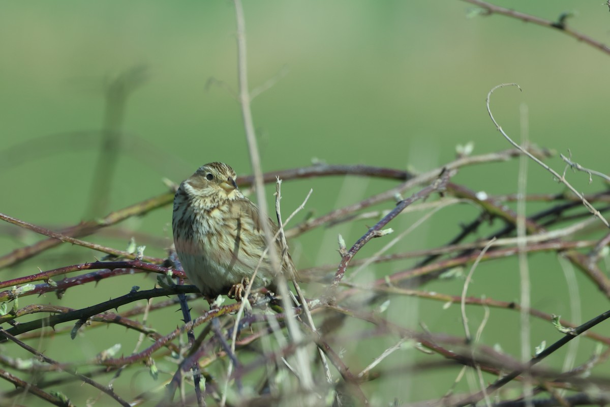 Corn Bunting - ML632848757