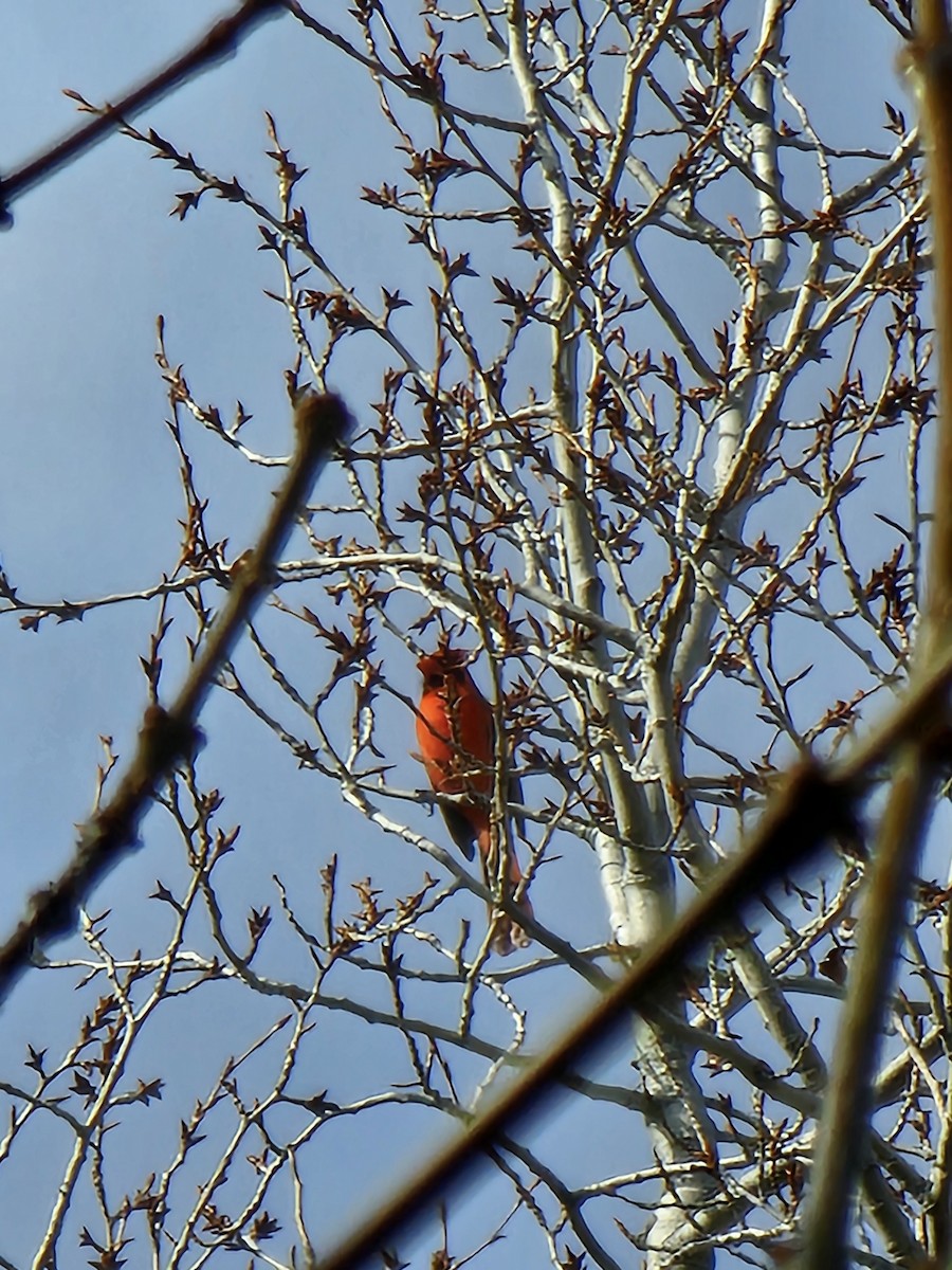 Northern Cardinal - ML632848814