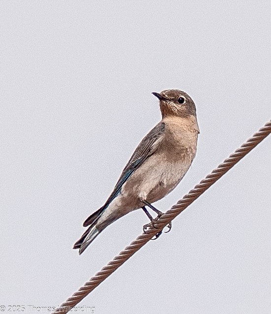 Mountain Bluebird - ML632848885