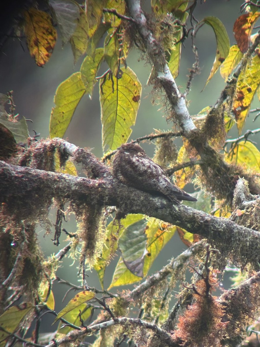 Rufous-bellied Nighthawk - ML632848952