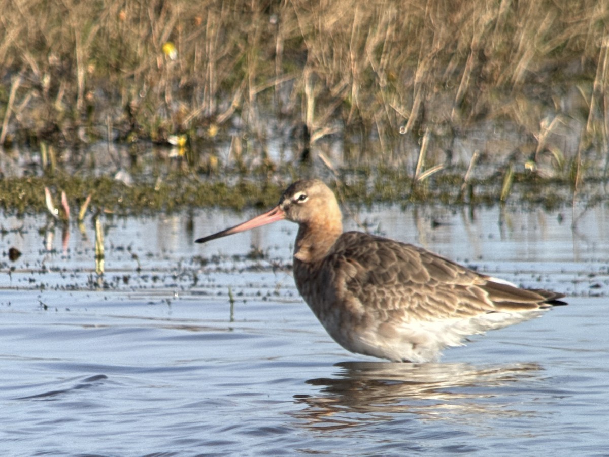 Black-tailed Godwit (Icelandic) - ML632848959