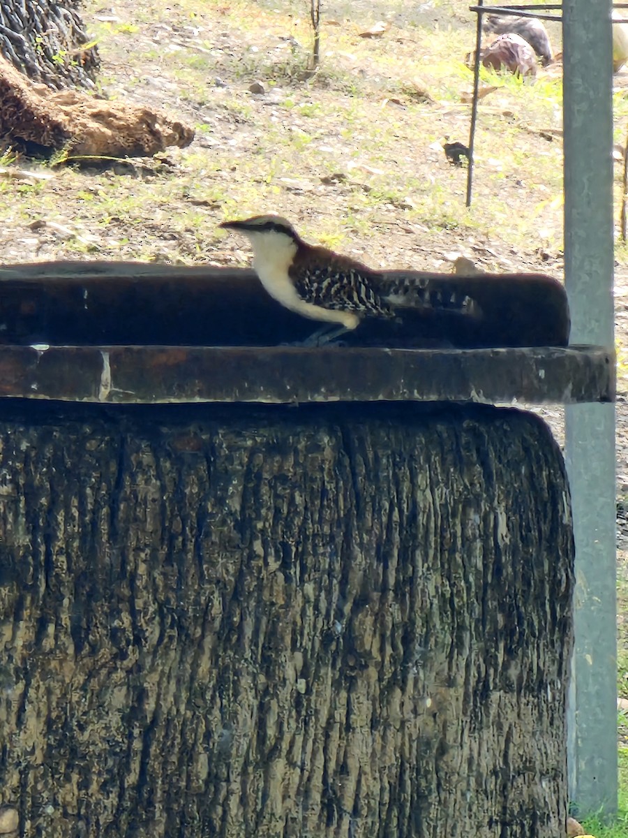 Rufous-backed Wren - ML632848995
