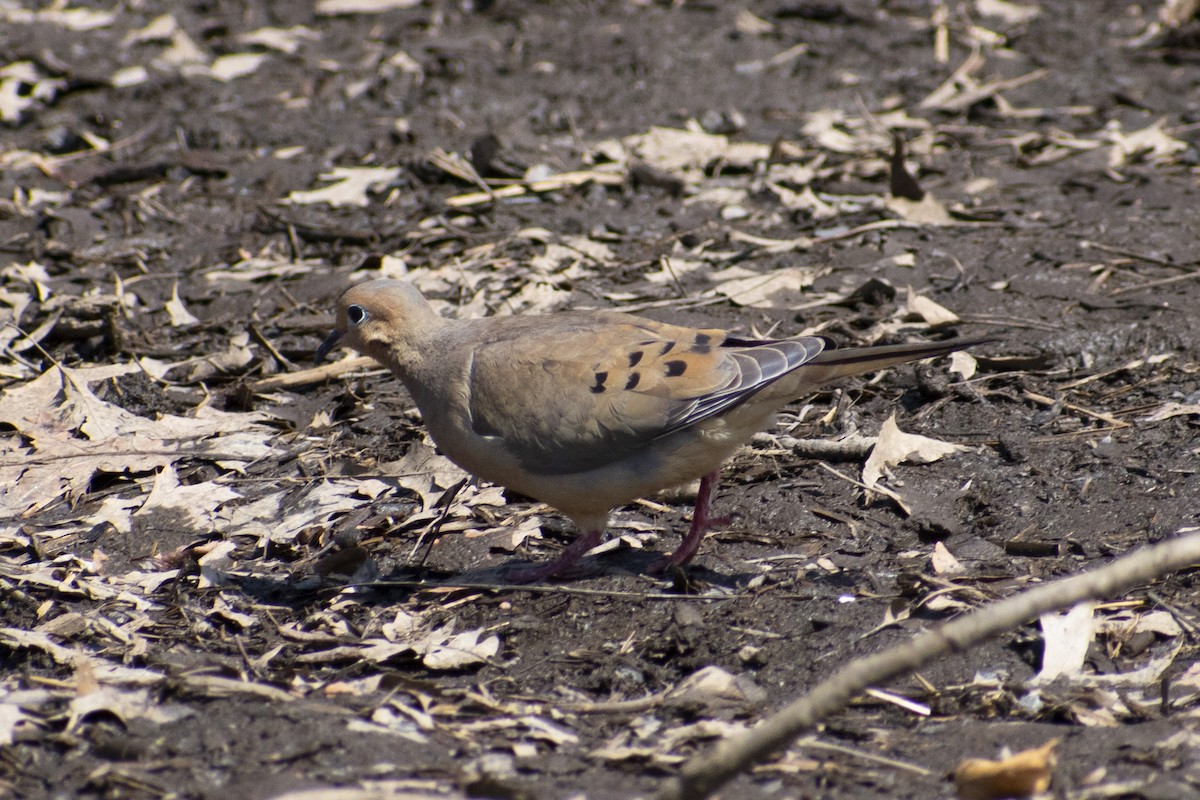 Mourning Dove - ML632849007