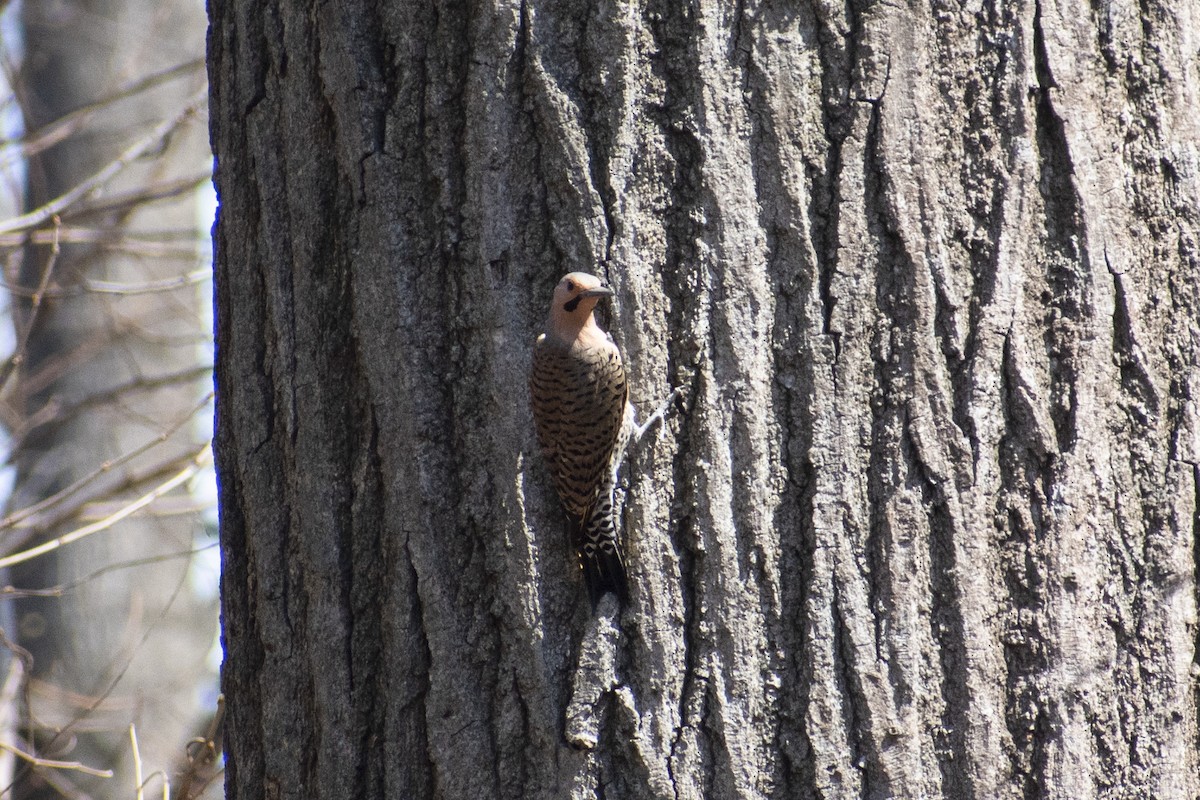 Northern Flicker - ML632849008