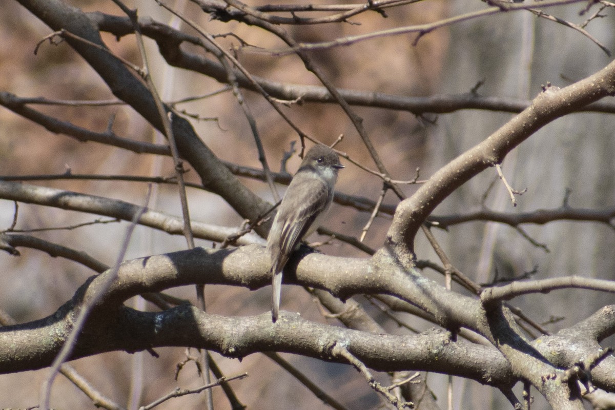 Eastern Phoebe - ML632849011