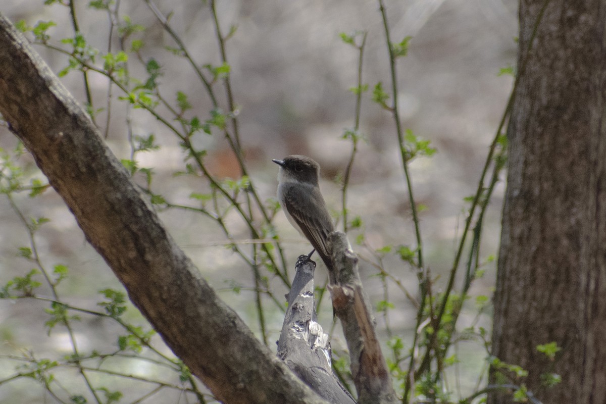 Eastern Phoebe - ML632849015