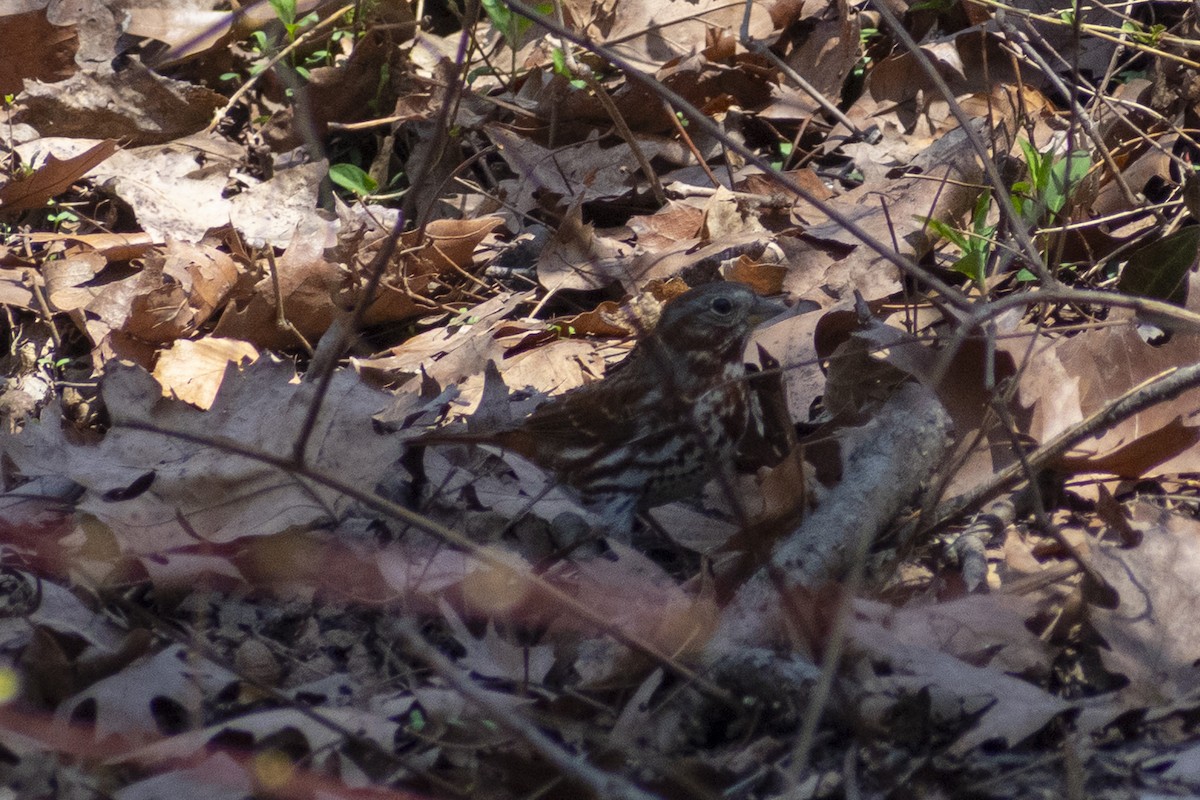 Fox Sparrow - ML632849027