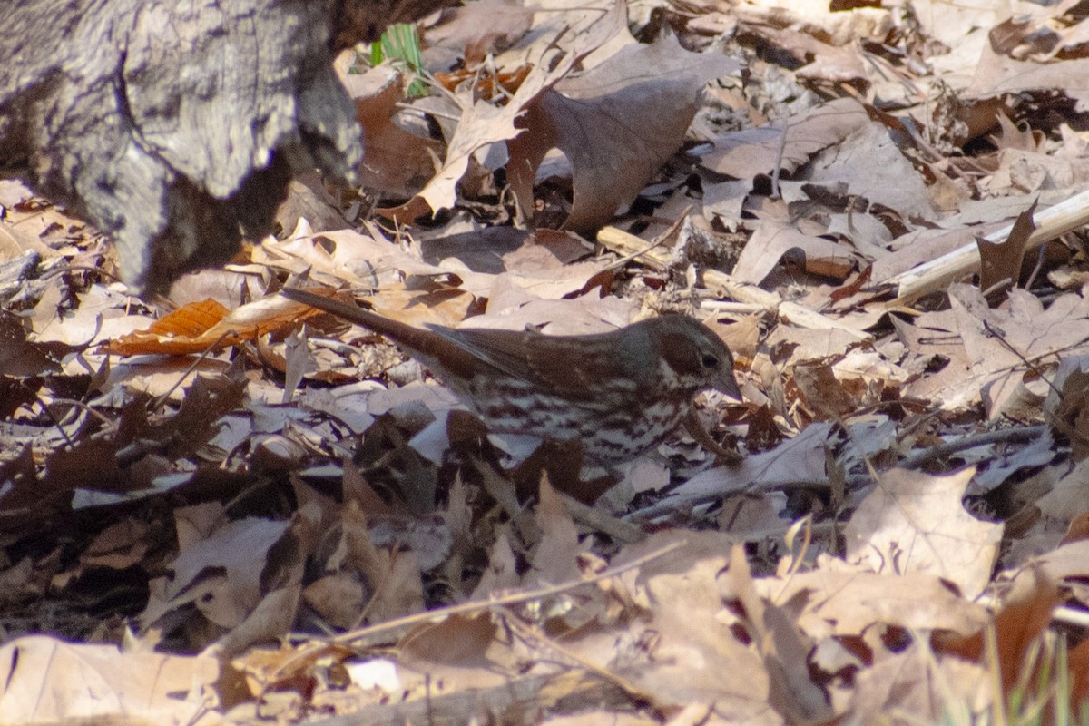 Fox Sparrow - ML632849028