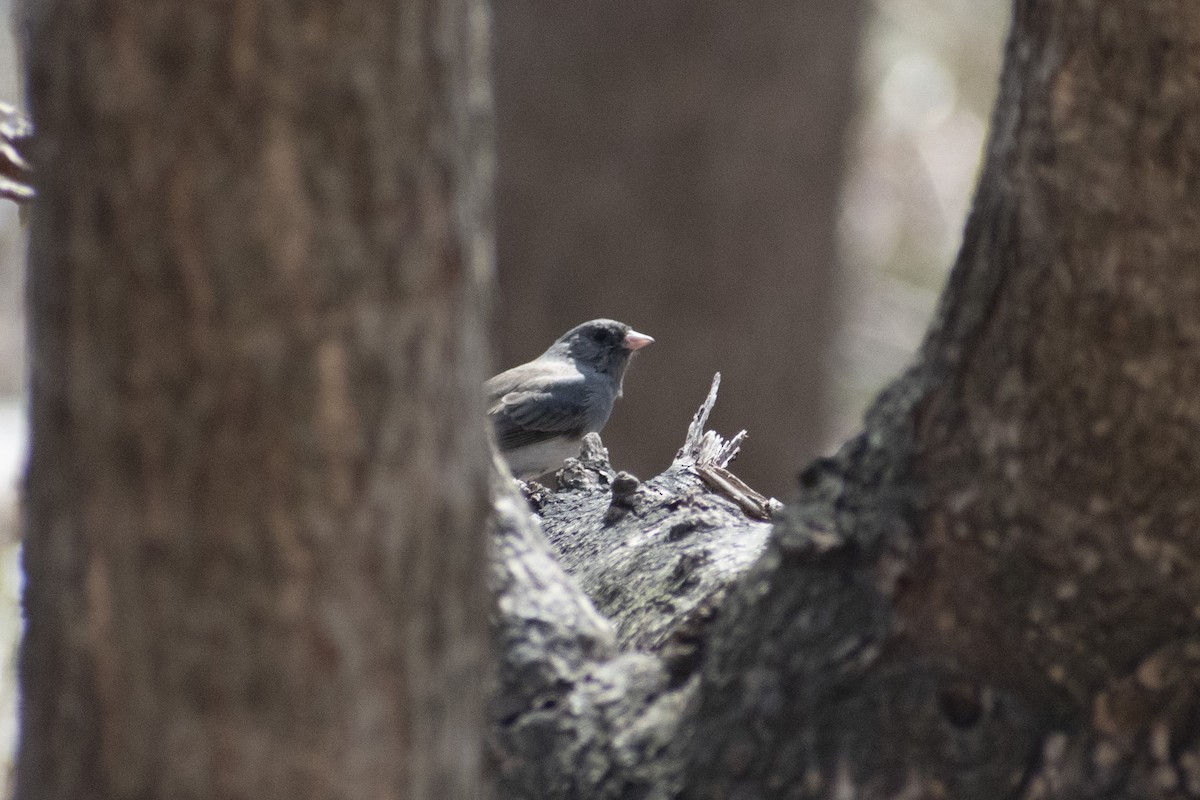 Dark-eyed Junco - ML632849047