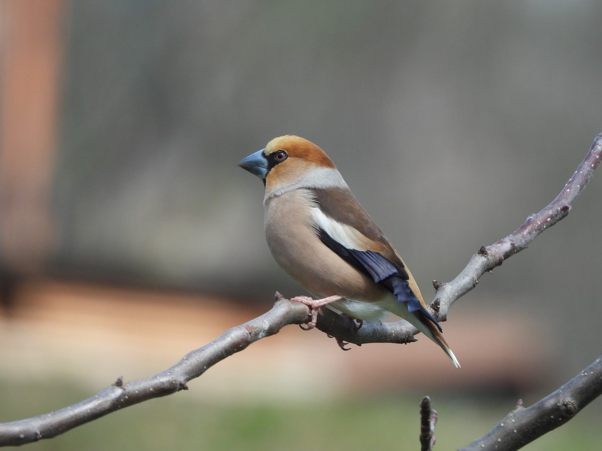 Hawfinch - ML632849066
