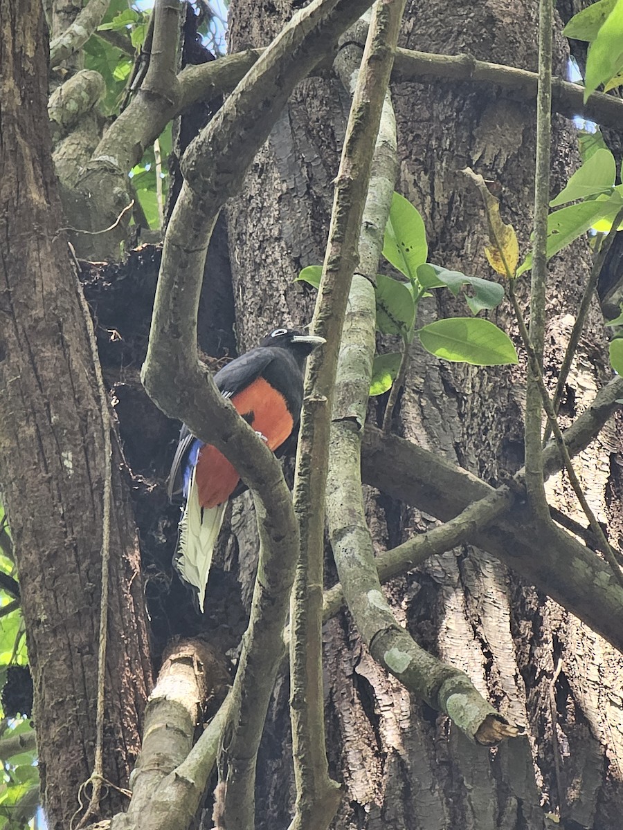 Baird's Trogon - ML632849096