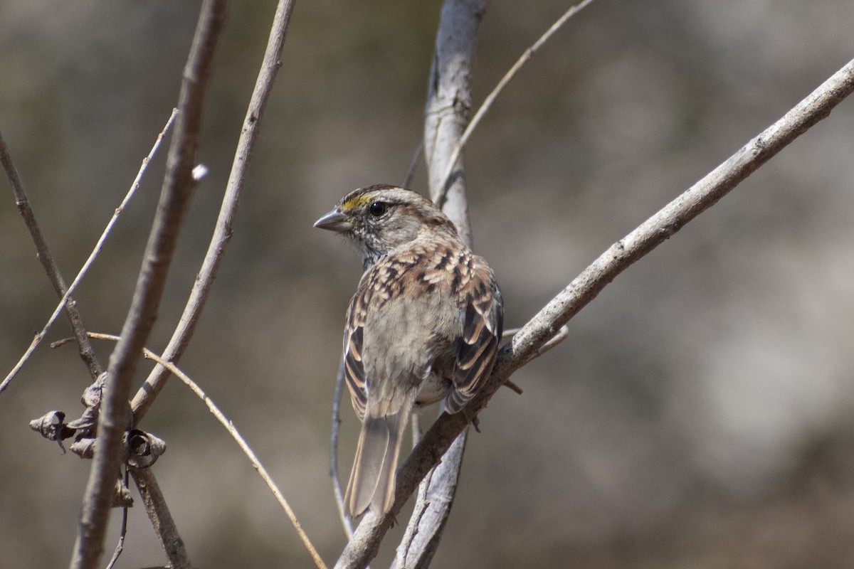 White-throated Sparrow - ML632849102