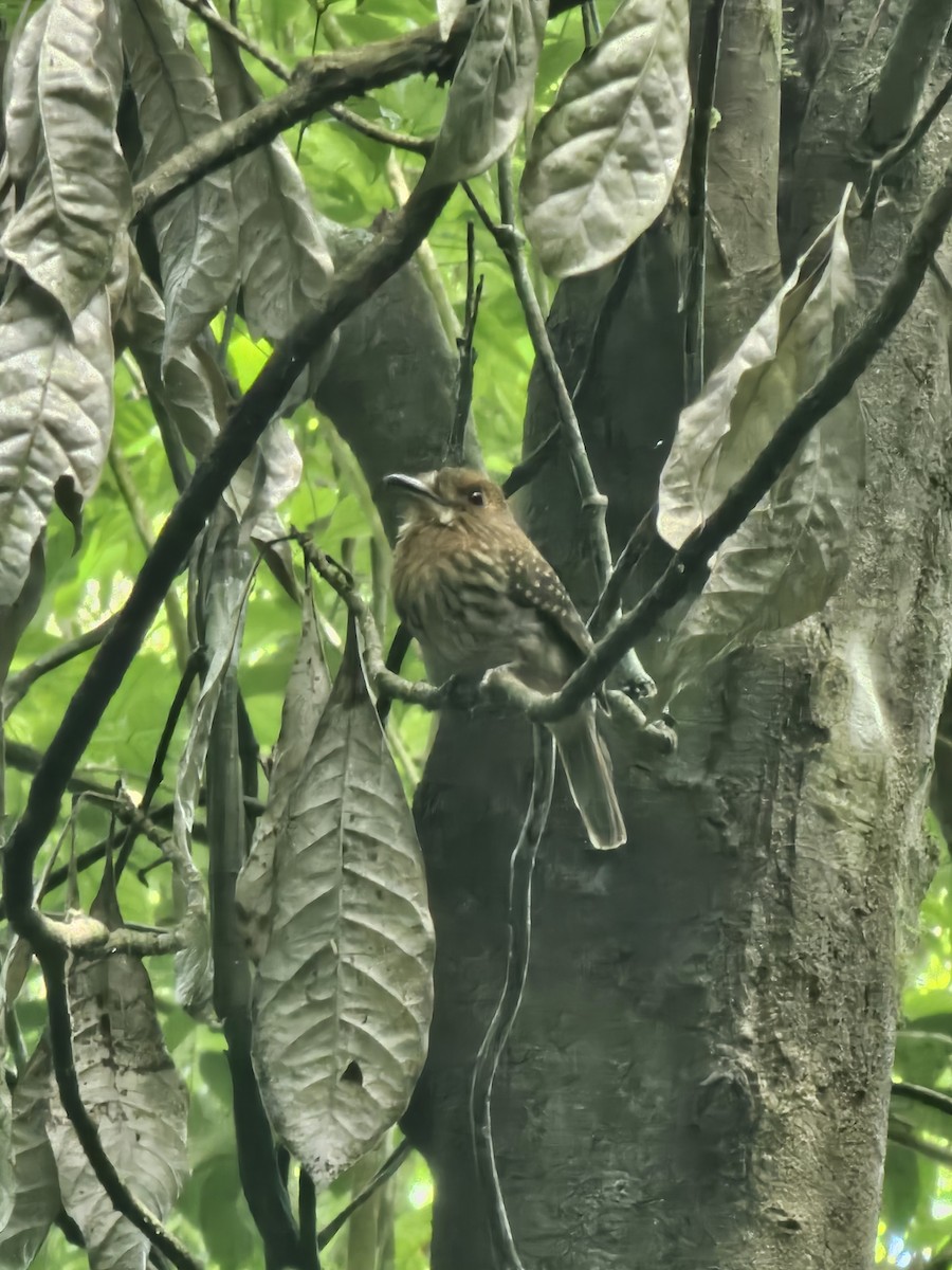 White-whiskered Puffbird - ML632849111