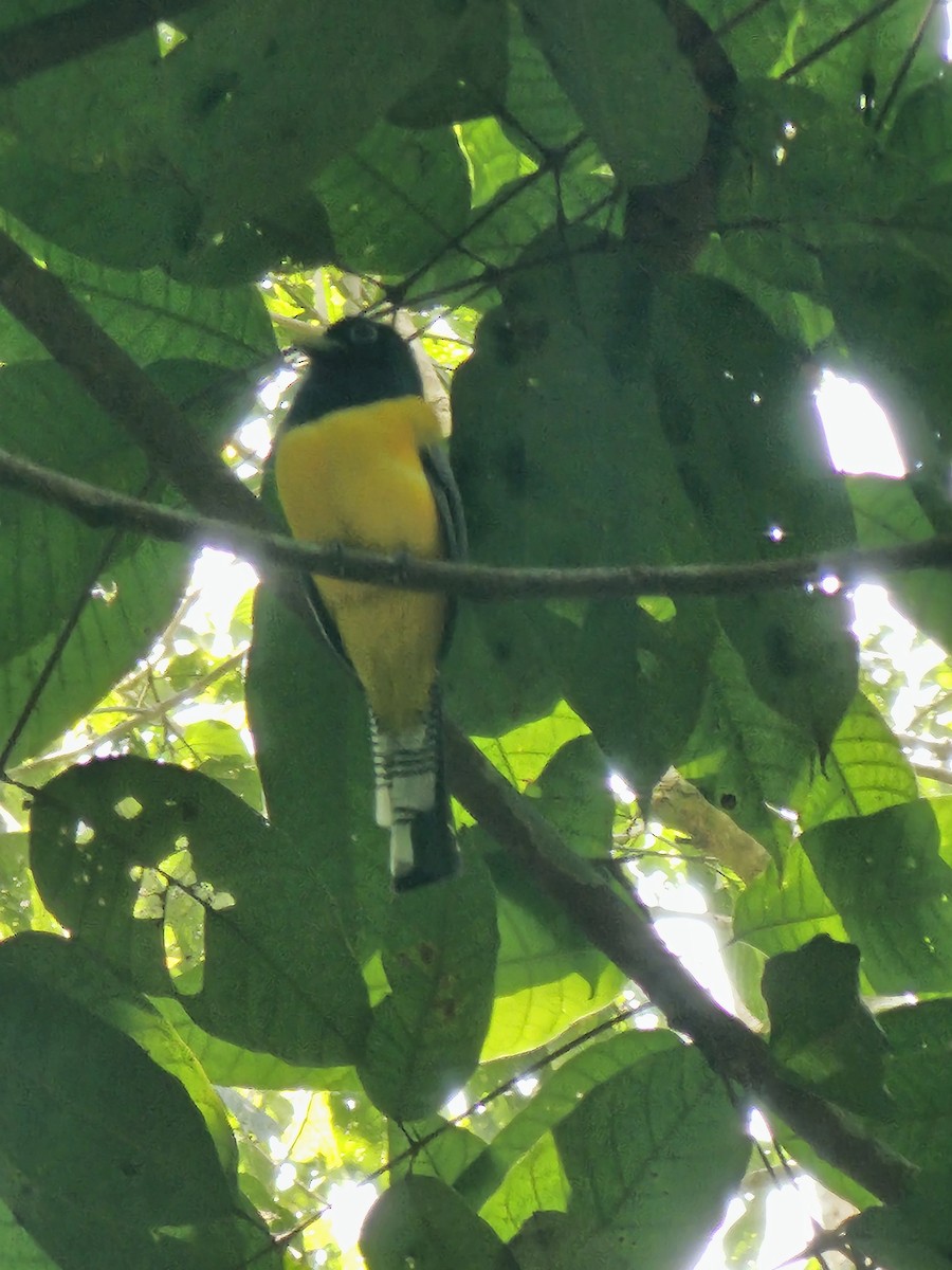Graceful Black-throated Trogon - ML632849121
