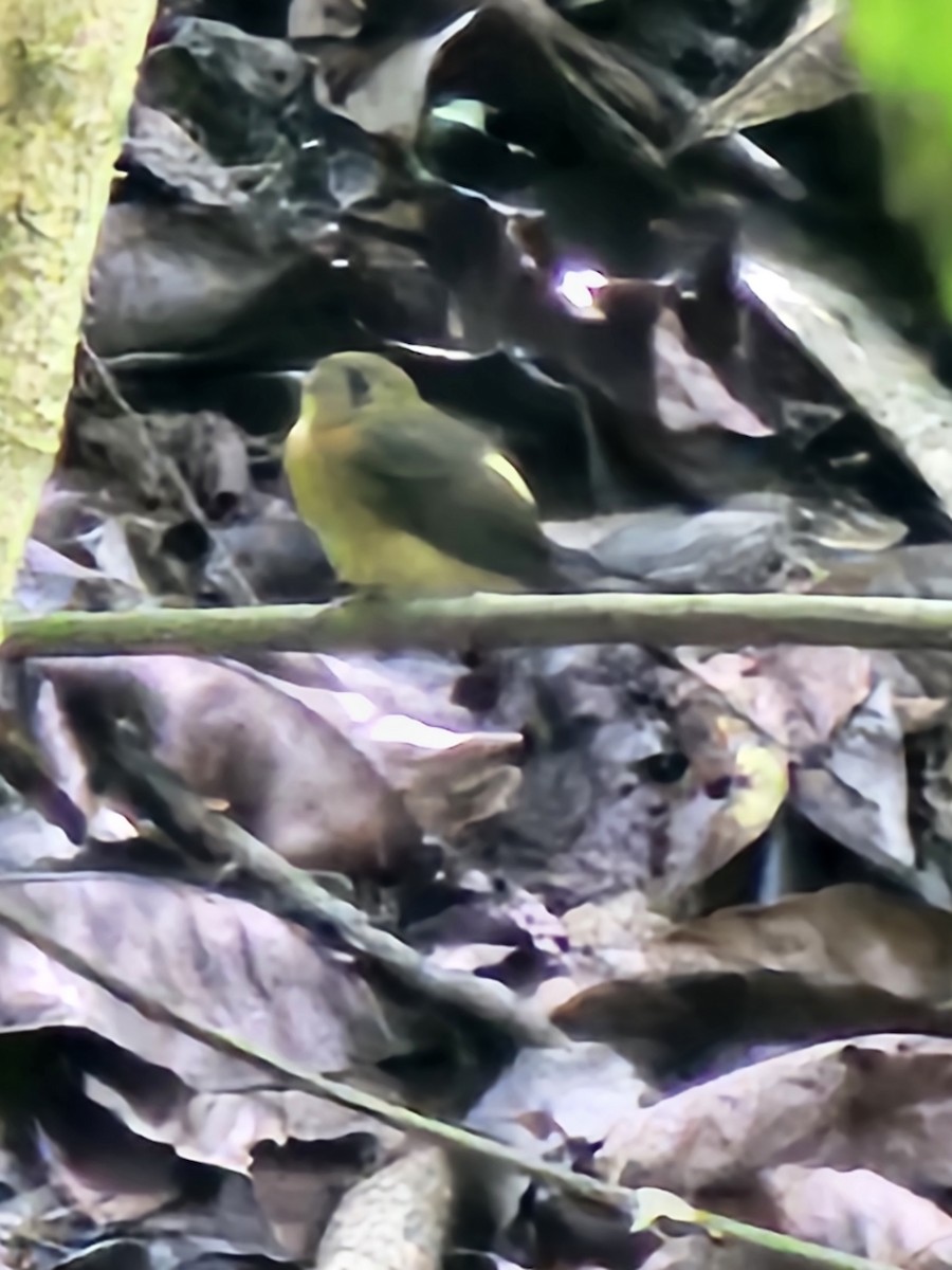 Sulphur-rumped Flycatcher - ML632849147