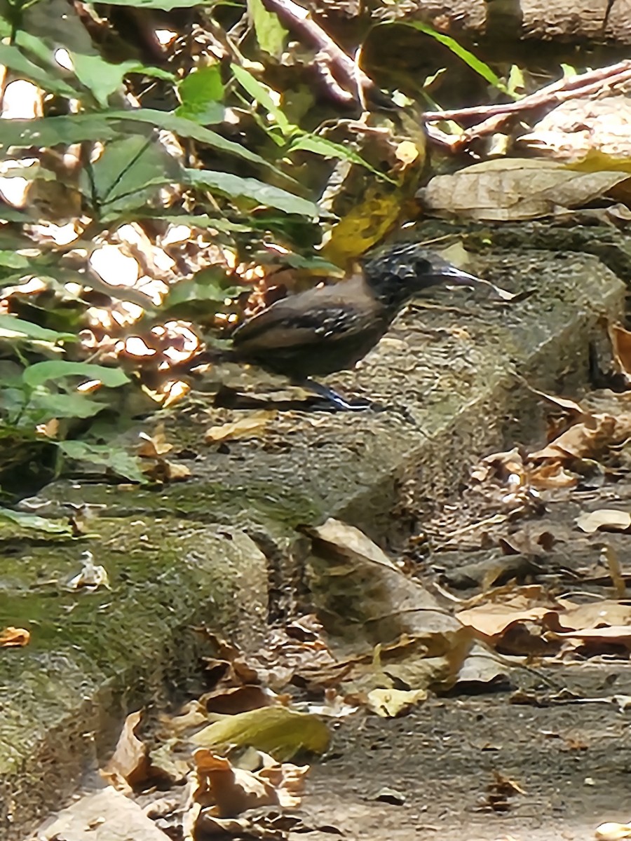 Black-hooded Antshrike - ML632849184