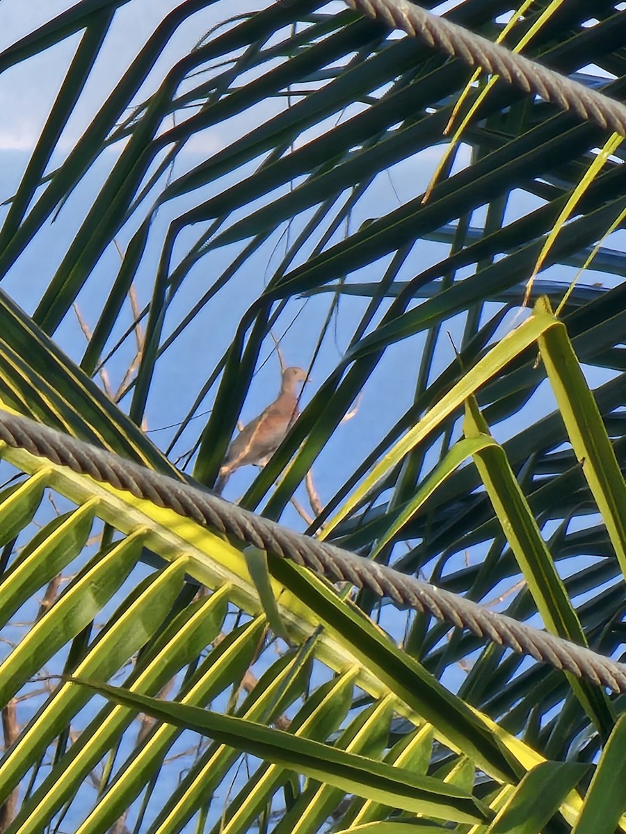 Red-billed Pigeon - ML632849317