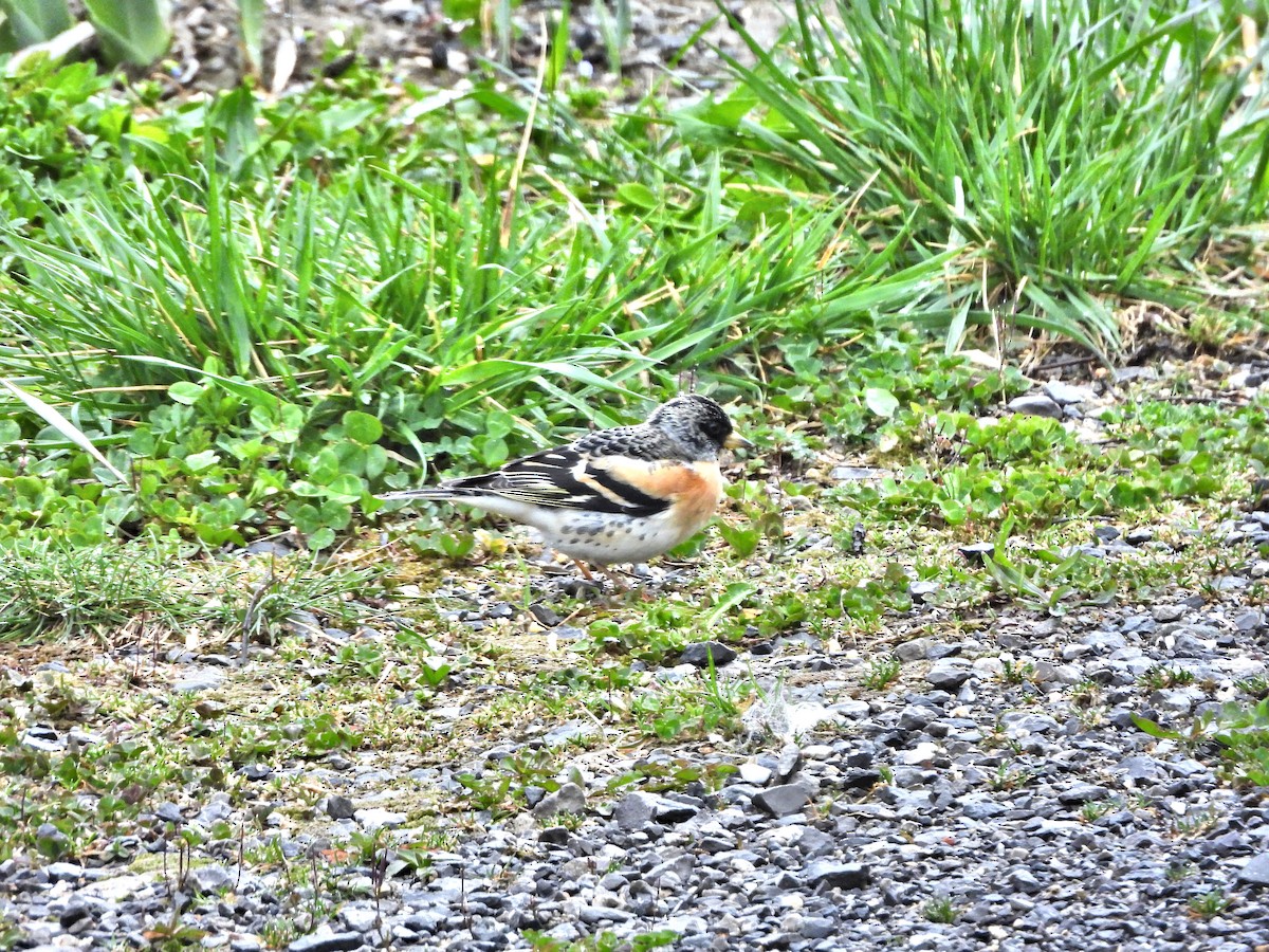 Brambling - ML632849377