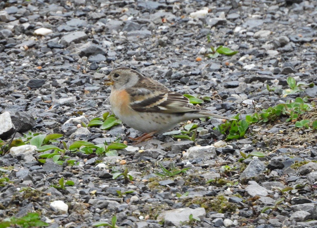 Brambling - ML632849378