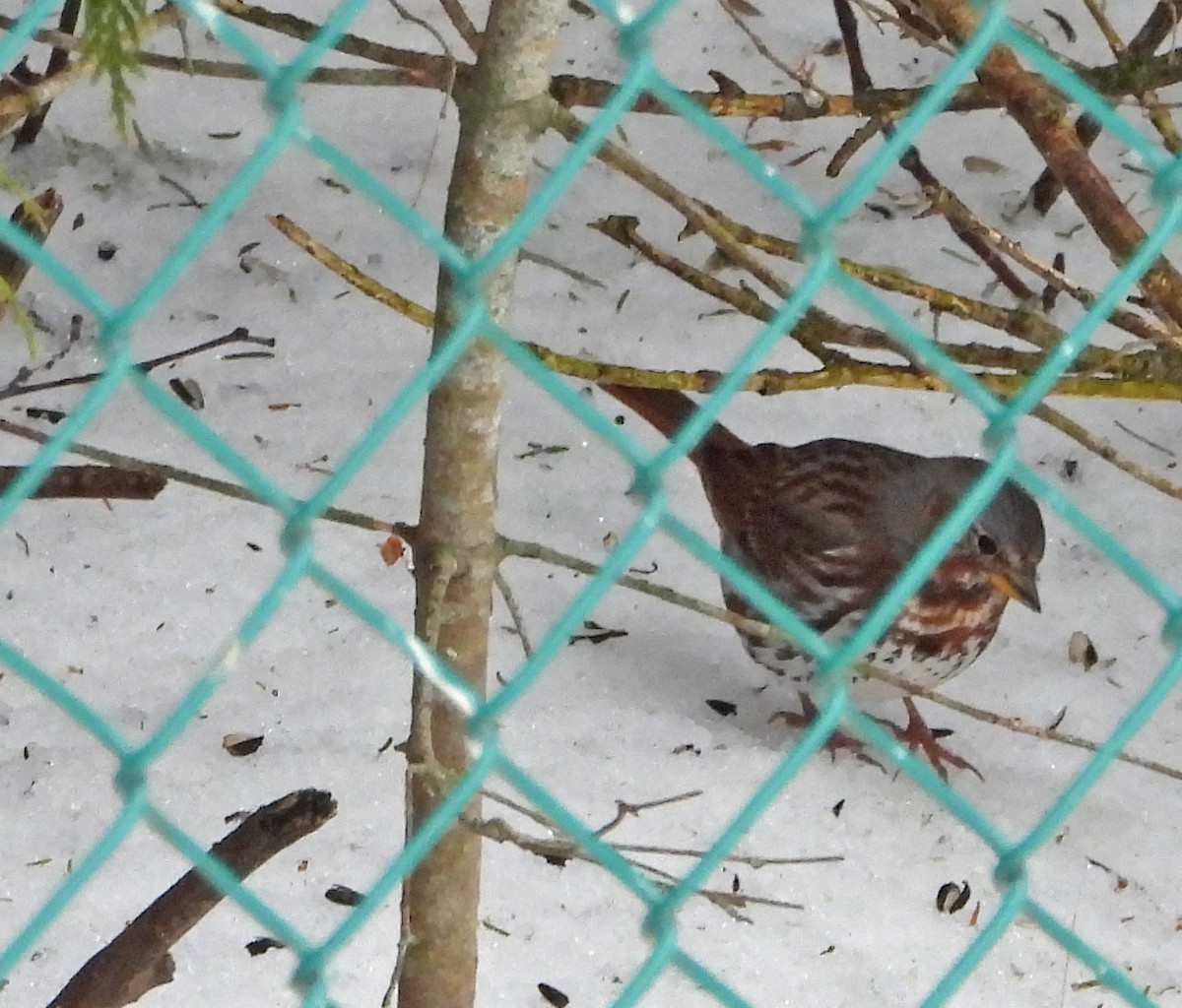 strnadec kaštanový (ssp. iliaca/zaboria) - ML632849474