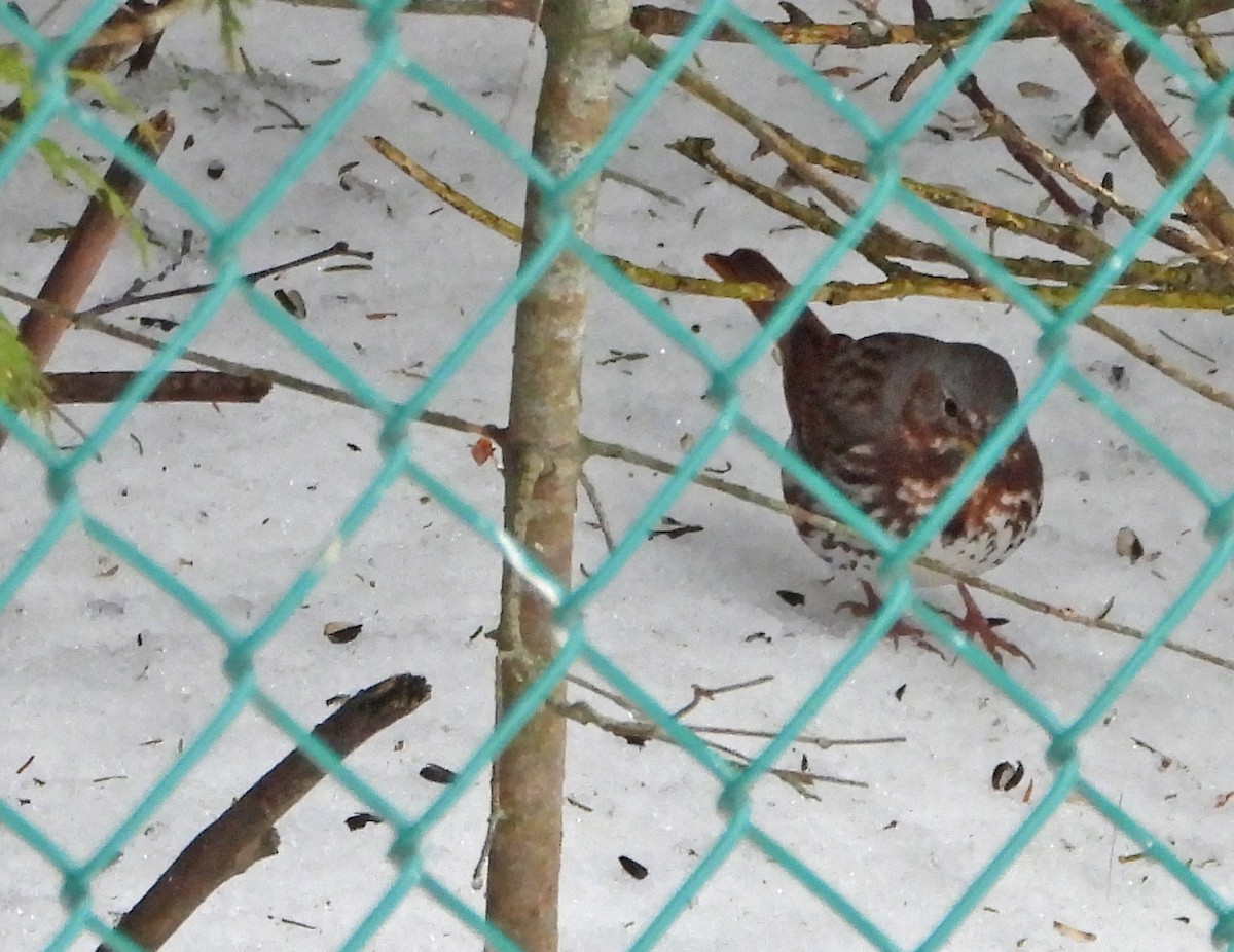 strnadec kaštanový (ssp. iliaca/zaboria) - ML632849475