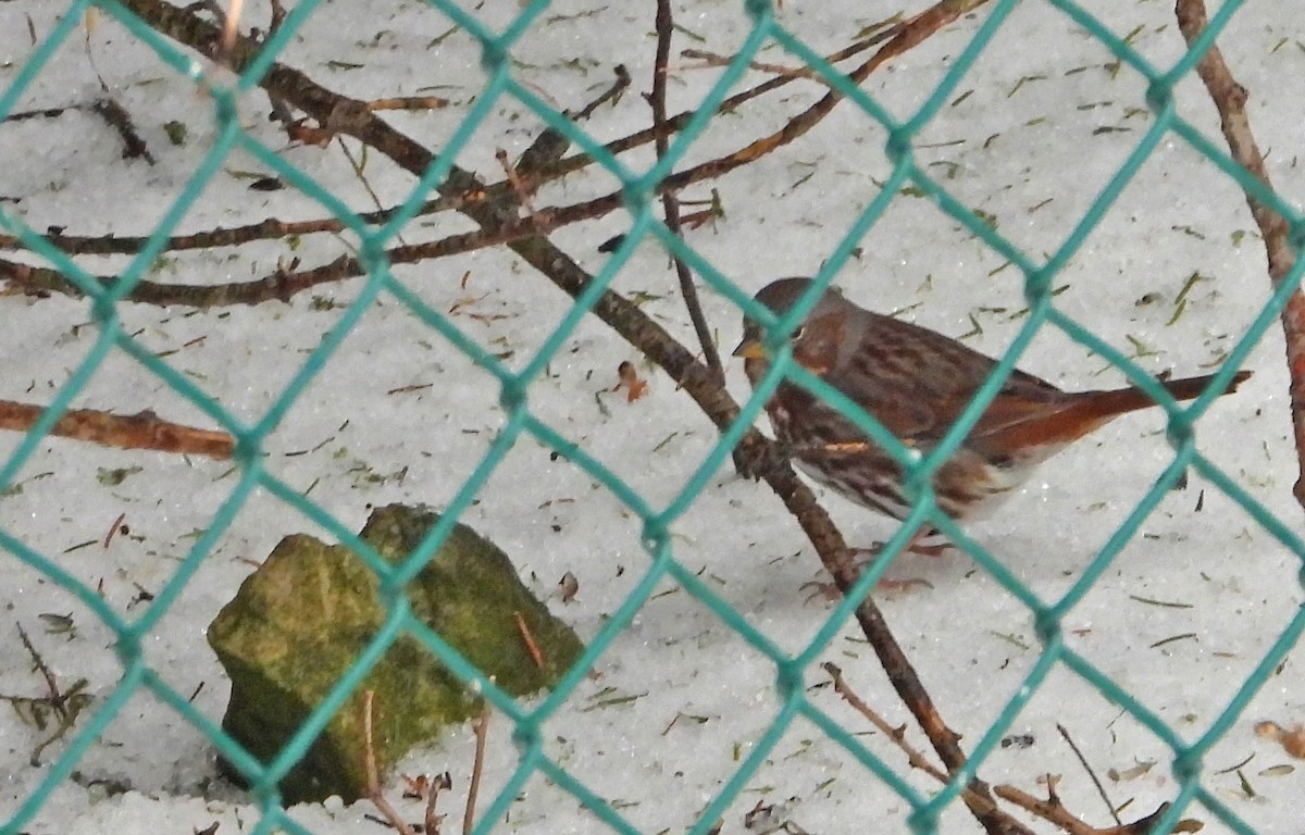 strnadec kaštanový (ssp. iliaca/zaboria) - ML632849476