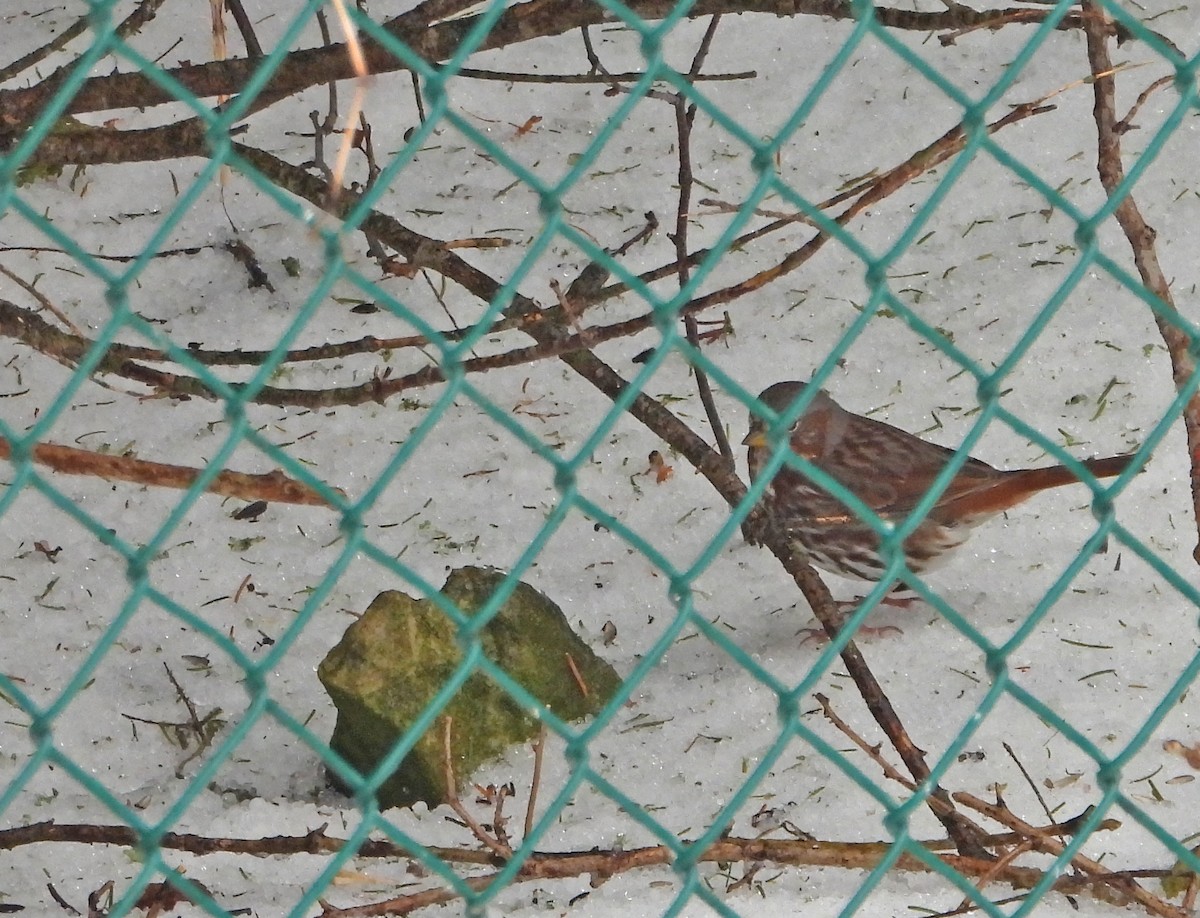 strnadec kaštanový (ssp. iliaca/zaboria) - ML632849477