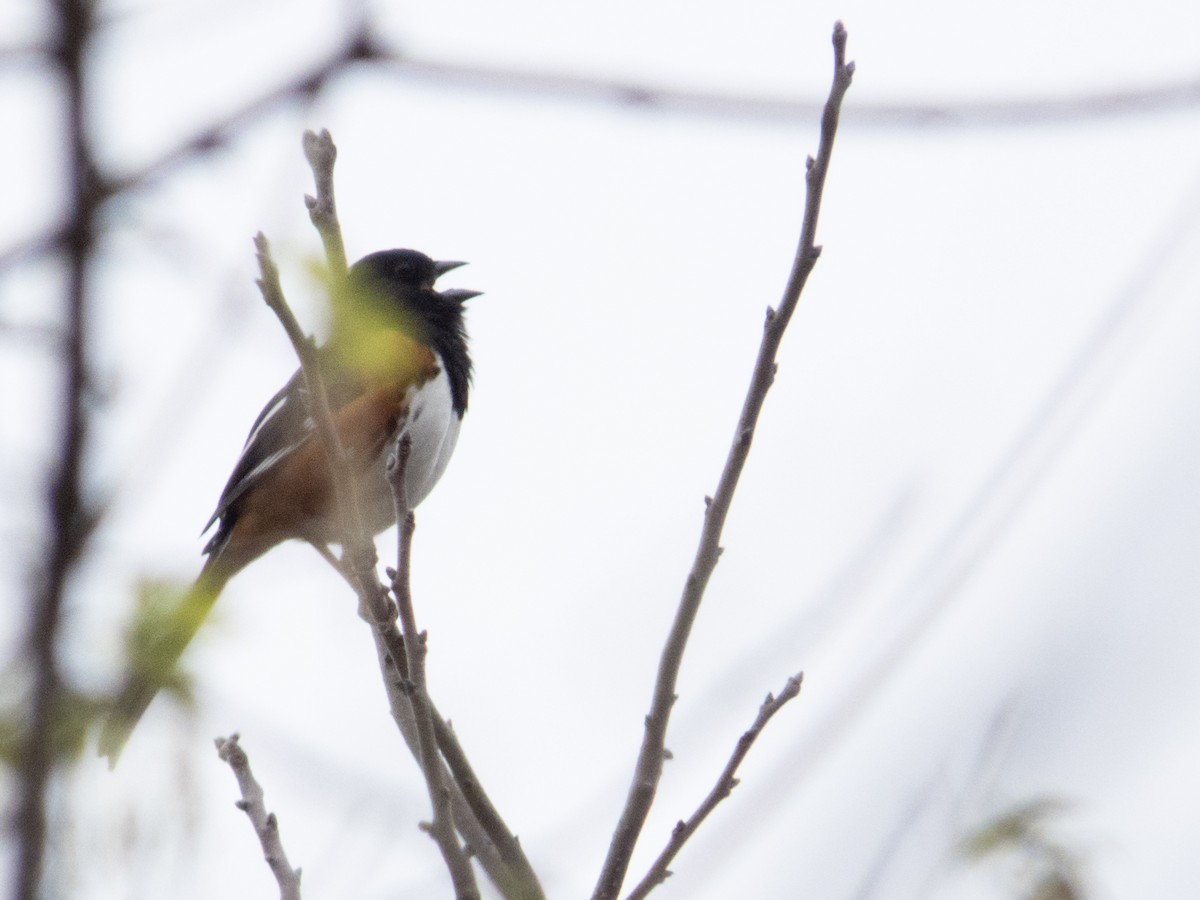 Eastern Towhee - ML632849487