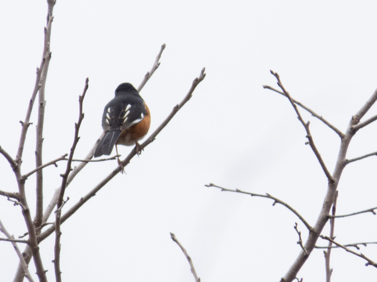 Eastern Towhee - ML632849488
