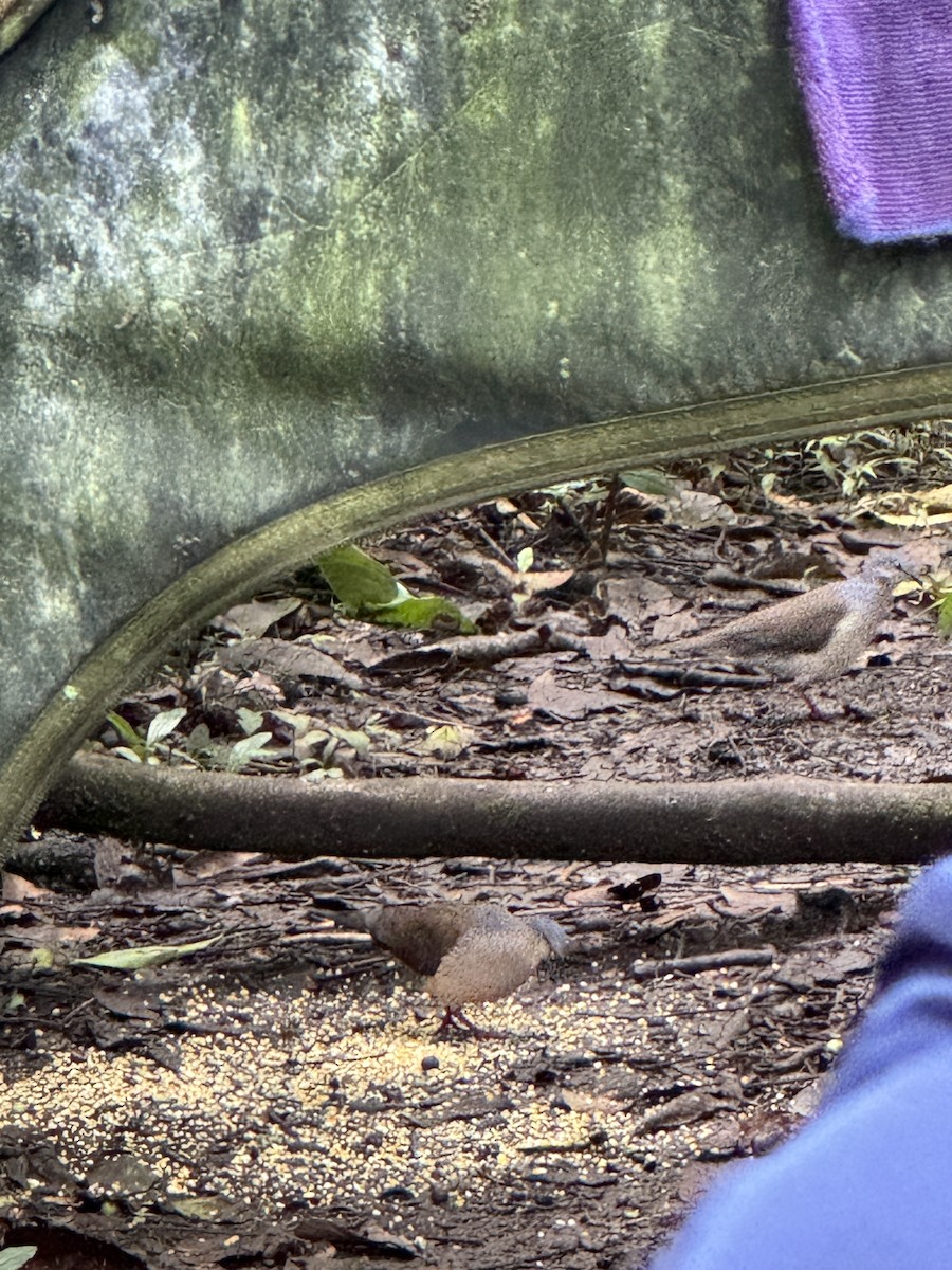 Gray-headed Dove - ML632849522