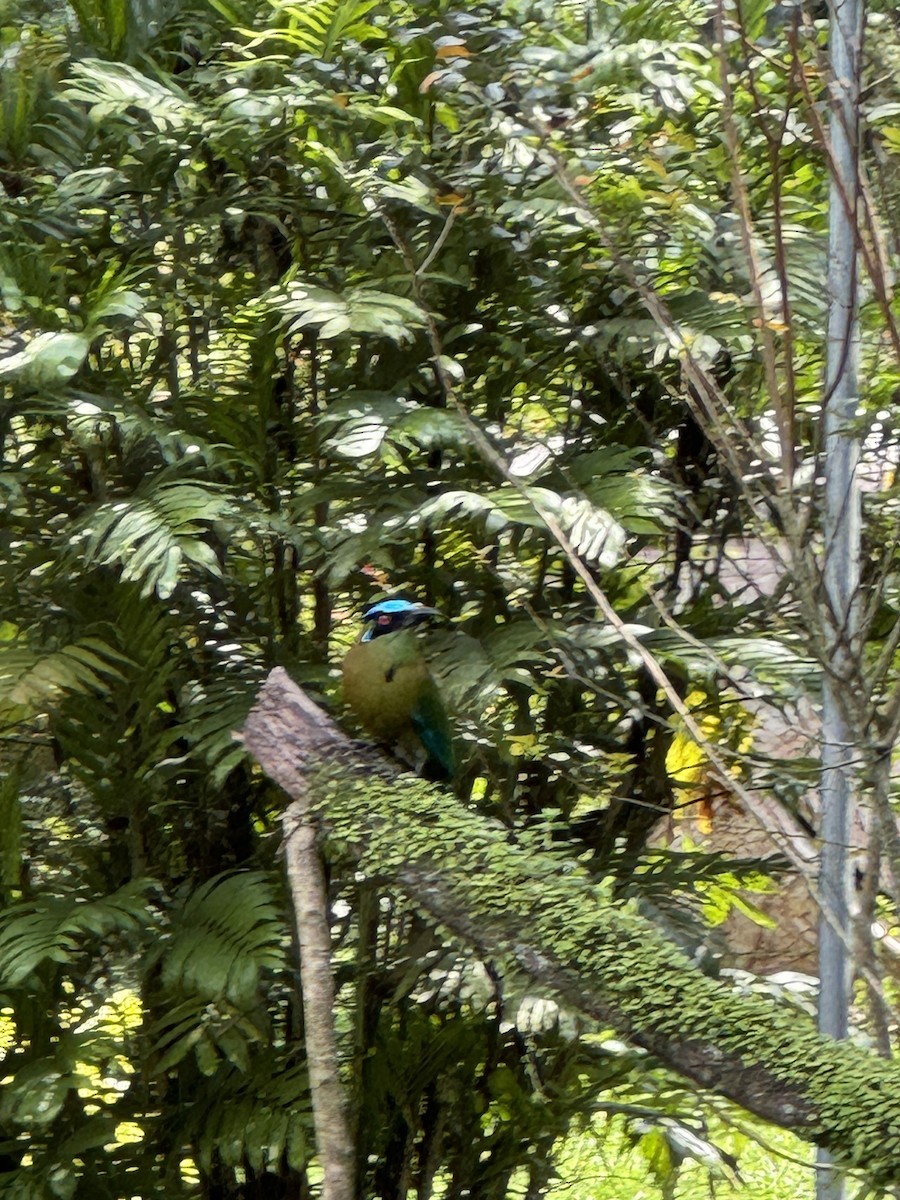Andean Motmot - ML632849539