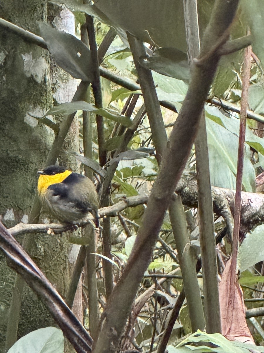 Golden-collared Manakin - ML632849598