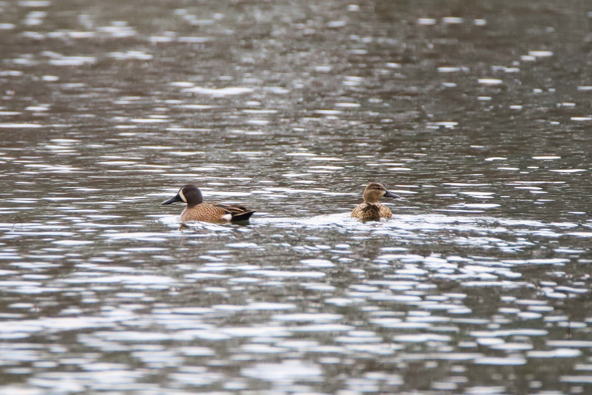 Синекрылый чирок - ML632849714