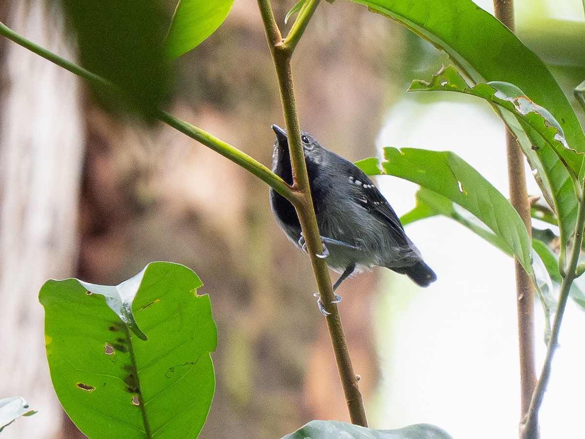 Long-winged Antwren - ML632849744