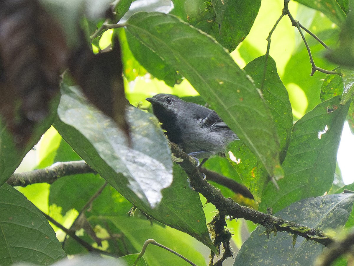 Long-winged Antwren - ML632849746